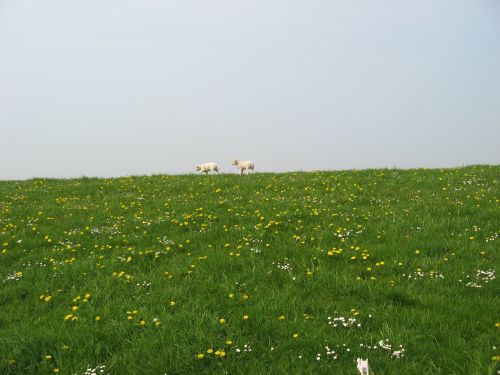 sheep dyke west frisian