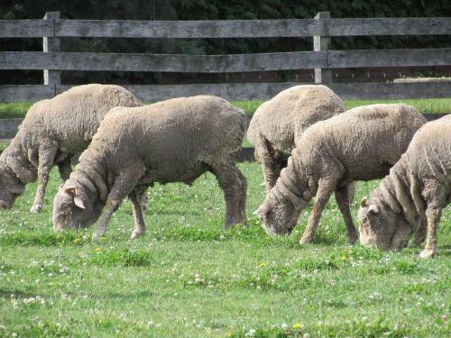 sheep grazing ewes