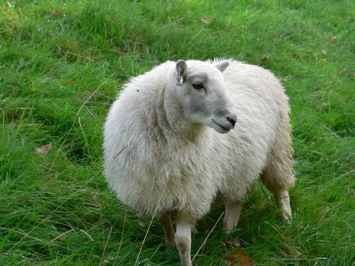 sheep field animal