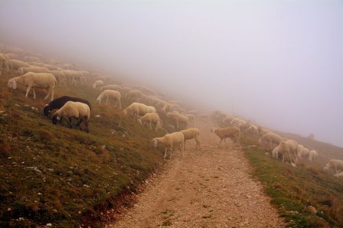 sheep flock fog