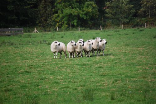 sheep landscape