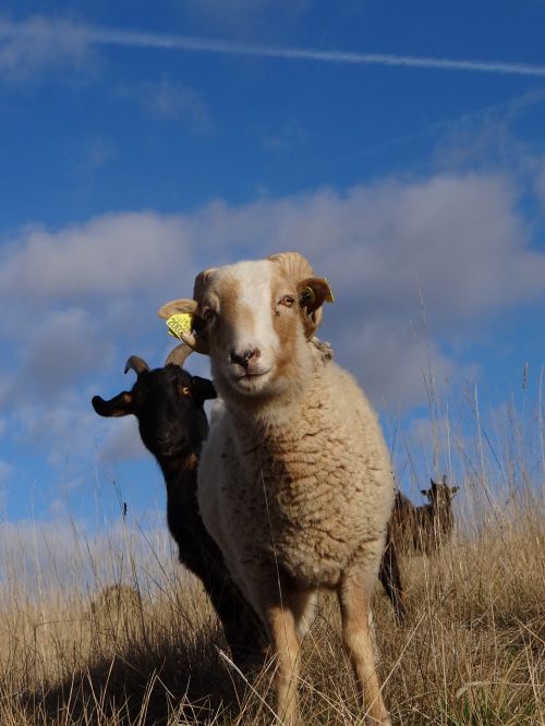 sheep wool animals