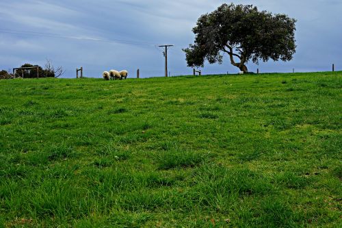 sheep lone tree horizon