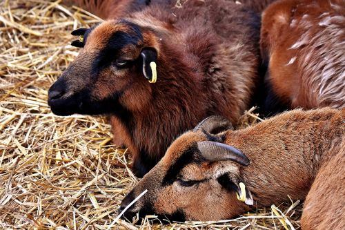 sheep concerns relaxed