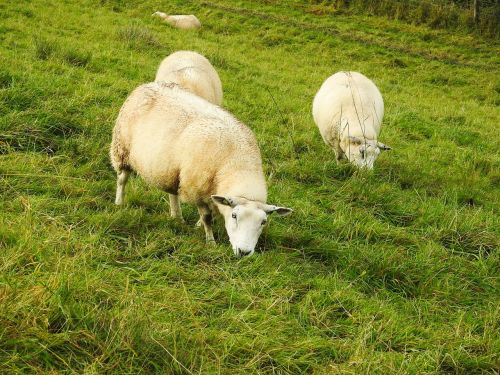 sheep meadow livestock