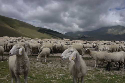 sheep pasture sibillini