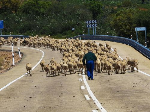 sheep herd drove