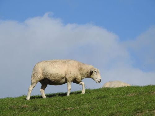 sheep pasture meadow