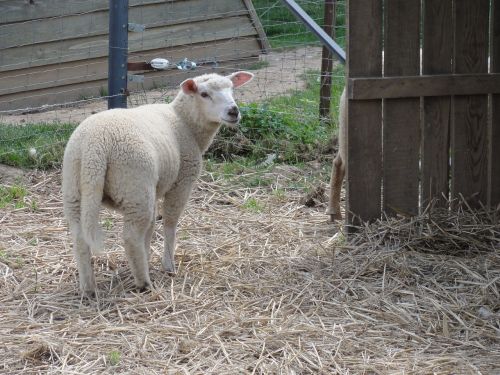 sheep ovine