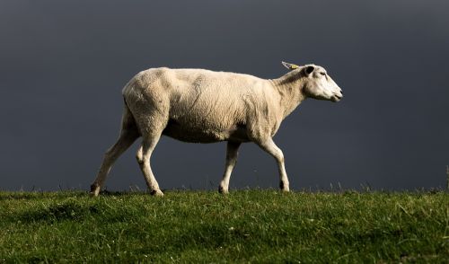 sheep dike north sea