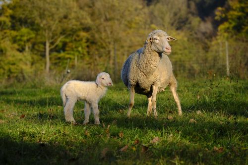 sheep schäfchen lamb