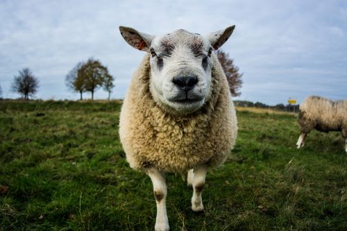 sheep nature animal