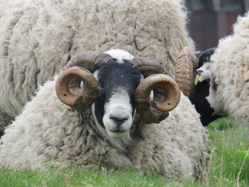 sheep ram horn