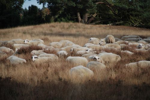 sheep heide flock