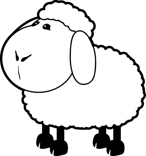 sheep farm lamb