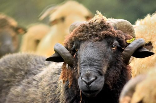 sheep ram horns