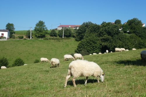 sheep lawn prairie