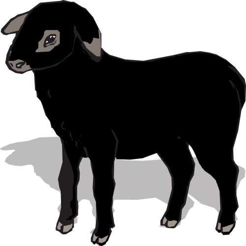 sheep black lamb