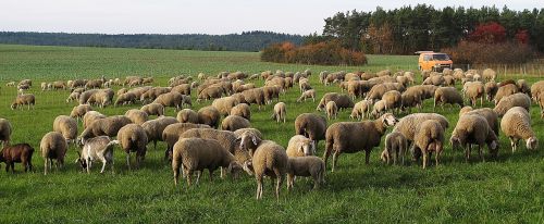 sheep flock pfrech