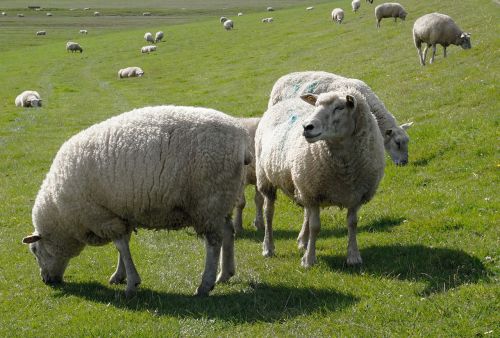 sheep lamb animals