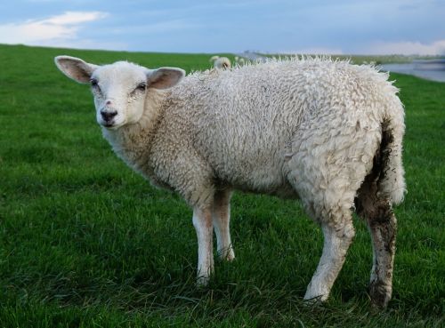 sheep mammal grass