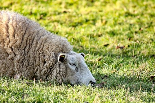 sheep lying rest