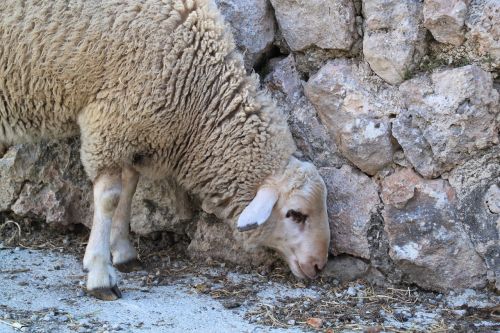 sheep wool animal