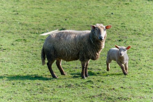 sheep livestock prairie