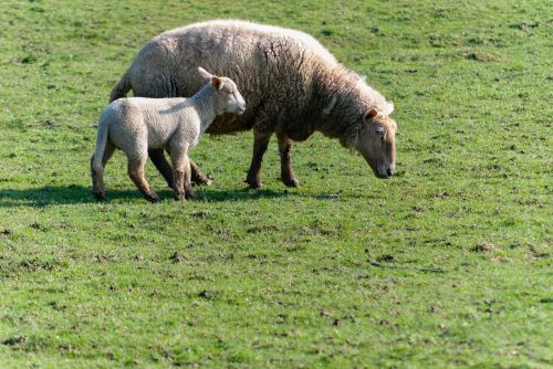 sheep livestock prairie