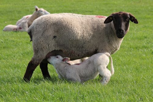 sheep lamb cheerful