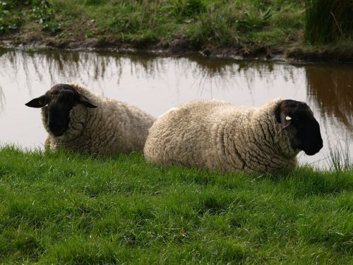 sheep dike wool