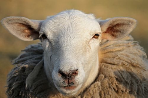 sheep livestock head
