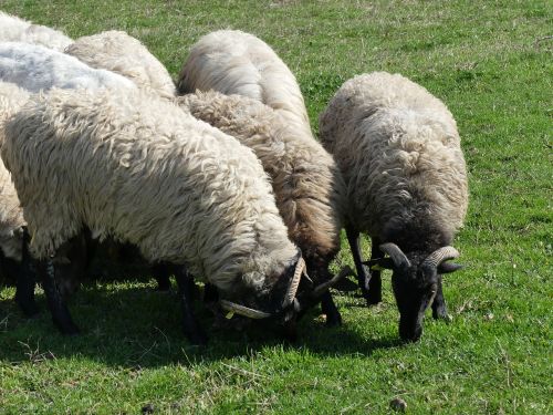 sheep lawn wool
