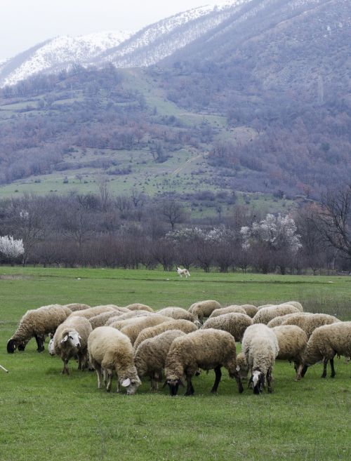 sheep grazing green grass