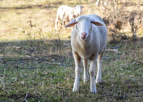 sheep rural animal