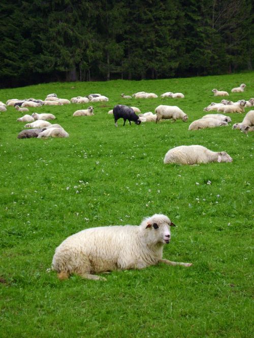 sheep black sheep grass