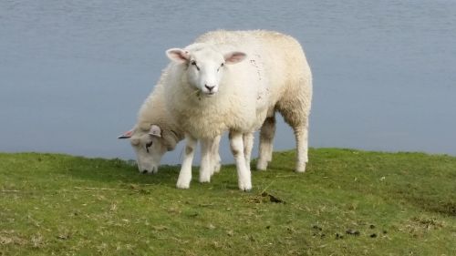 sheep grass farm