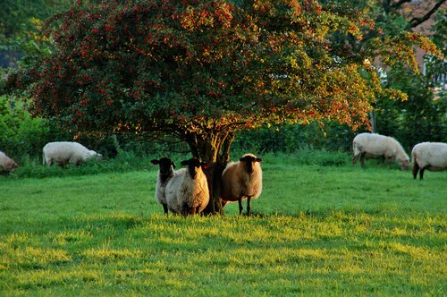 sheep  black head