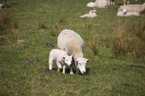 sheep  grass  lamb