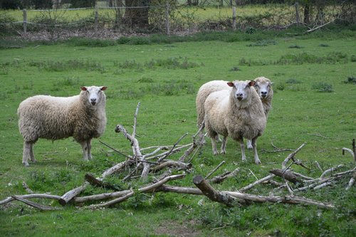 sheep  sheep meadow  livestock
