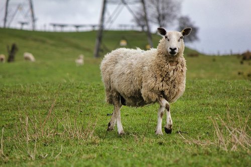 sheep  grass  mammal