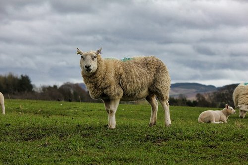 sheep  mammal  grass