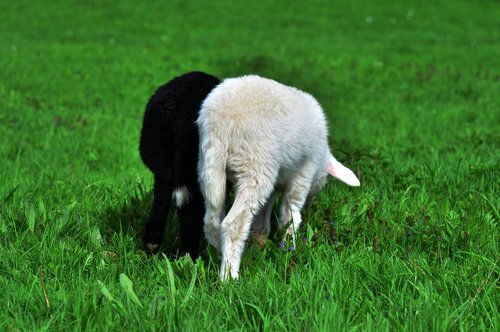sheep  lamb  black sheep