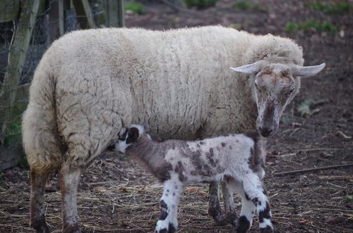 sheep  nature  animal