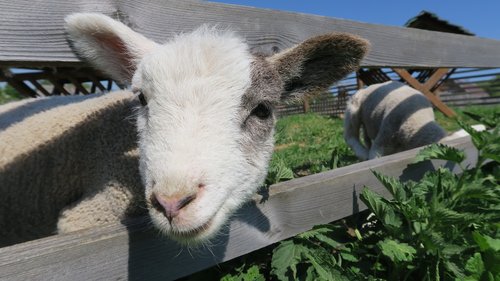 sheep  lamb  spring