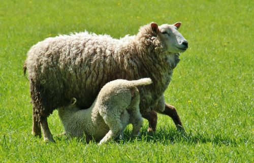 sheep lamb lambs