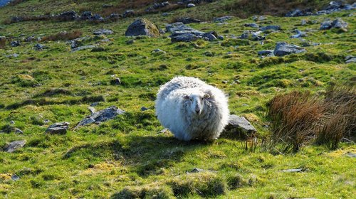 sheep  pasture land  nature