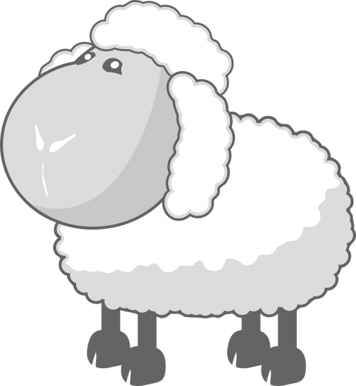 sheep animal mammal