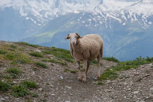 sheep  mountain  animal