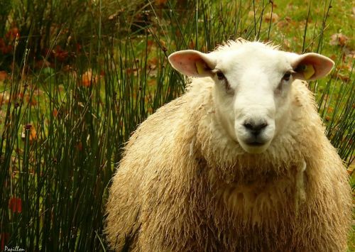sheep sheep's wool wool